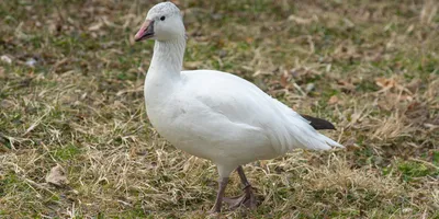 Goose. Image of white goose standing on ground and looking aside , #AFF,  #white, #Image, #Goose, #ground, #standin… | Geese photography, Goose  drawing, Geese breeds