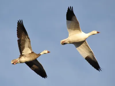 Белый гусь - eBird