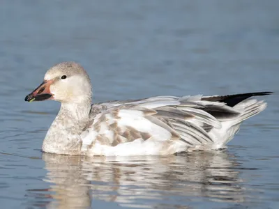 Белый гусь - eBird