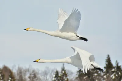 Hawaiʻi Birding Trails | snow goose