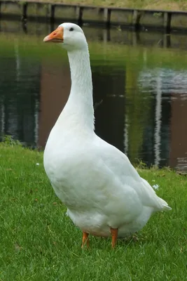 Embden Goose - British Waterfowl Association