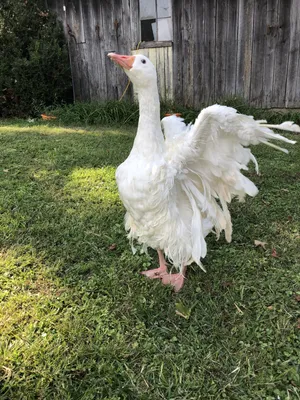 White Goose, Emden Goose, with Orange Beak and Hump on the Head Stock Image  - Image of bump, geese: 134689799