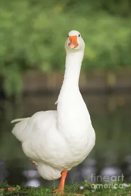 Domestic white goose Photograph by Patricia Hofmeester - Fine Art America