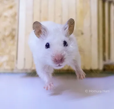 Сирийский белый хомячок | Hamster, Funny hamsters, Syrian hamster