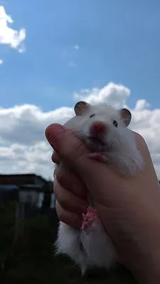 белый хомяк / white hamster | Хомяк, Белый
