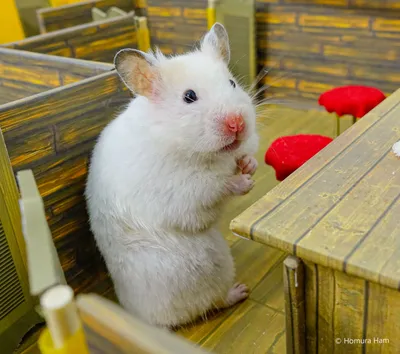 Сирийский хомяк белый | Cute hamsters, Baby hamster, Syrian hamster