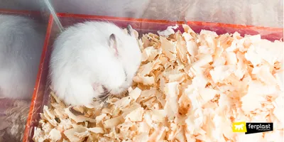 белый хомяк / white hamster | Хомяк, Белый