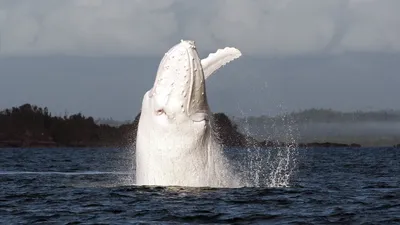 Белый кит - единственный, но не одинокий | Worldofnature | Дзен