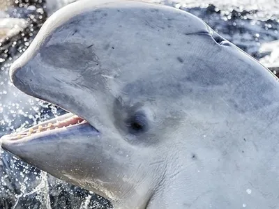 белый кит плавает глубоко под водой, картинка белуги, белуга, еда фон  картинки и Фото для бесплатной загрузки