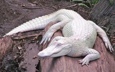 Белый крокодил фото