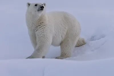 Где и как размножается белый медведь – GoArctic.ru – Портал о развитии  Арктики