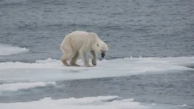 Белый медведь (Ursus maritimus) — Зоопарк «Лимпопо» г. Нижний Новгород –  Нижегородский зоопарк