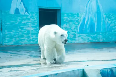 Второй белый медведь появится в нижегородском зоопарке «Лимпопо» | Открытый  Нижний