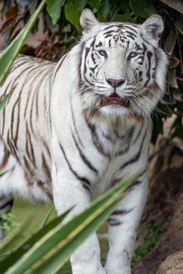 белый бенгальский тигр Amur Tiger Albino Bengal Tiger Albino. белый тигр на  скале. Стоковое Изображение - изображение насчитывающей природа, опасно:  229996747