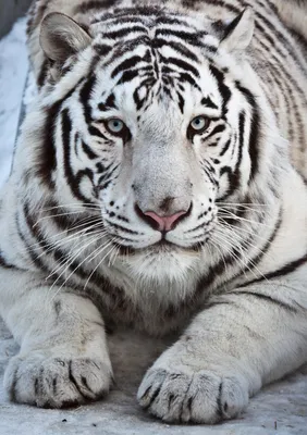 Белый тигр красивые картинки - 62 фото