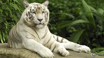 Скачать обои Белый тигр отдыхает (Белый тигр) для рабочего стола 1920х1080  (16:9) бесплатно, Фото Белый тигр отдыхает Белый тигр на рабочий стол. |  WPAPERS.RU (Wallpapers).