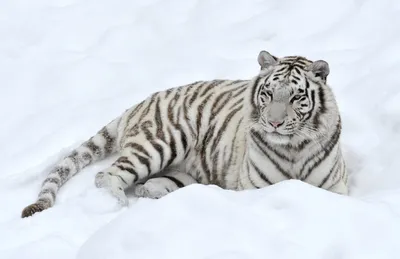 Фото Белый тигр лежит на снегу