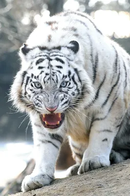 Белый тигр красивые картинки - 62 фото