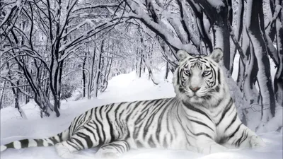 Обои Белый тигр зимой, картинки - Обои для рабочего стола Белый тигр зимой  фото из альбома: (животные)