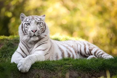 Белый тигр (56 лучших фото)