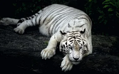 https://animals.pibig.info/16145-belyj-tigr.html