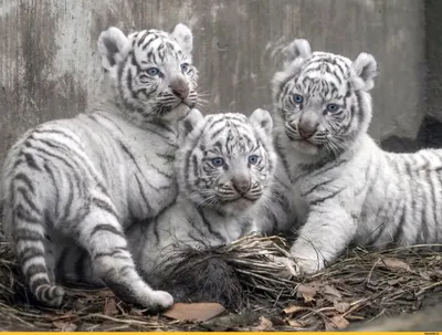 Белый тигр фотографии