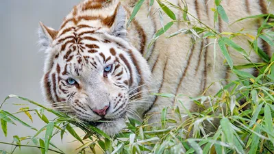Скачать 1920x1080 белый тигр, тигр, ветка, бамбук, большая кошка обои,  картинки full hd, hdtv, fhd, 1080p