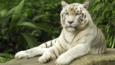 Обои Белый тигр, картинки - Обои для рабочего стола Белый тигр фото из  альбома: (животные)