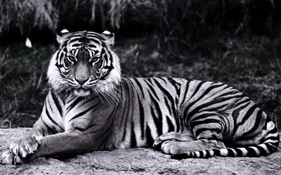 Картинка Черно-белый тигр » Черно-белые » Картинки 24 - скачать картинки  бесплатно