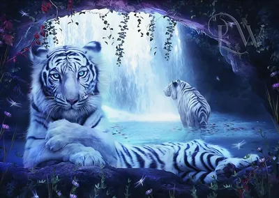 Белый тигр - фото и картинки: 32 штук