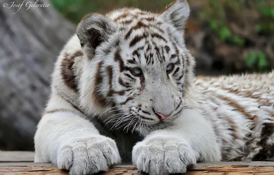 Обои хищник, белый тигр, молодой тигр картинки на рабочий стол, раздел  кошки - скачать