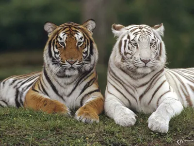 Скачать обои Белый тигр и серый тигр () для рабочего стола 1152х864 (4:3)  бесплатно, Фото Белый тигр и серый тигр на рабочий стол. | WPAPERS.RU  (Wallpapers).