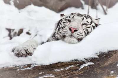 Белый тигр в снегу - 30 фото