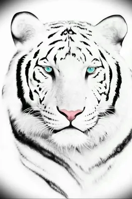 Фото тату белый тигр 28.07.2019 №070 - white tiger tattoo - tatufoto.com -  tatufoto.com