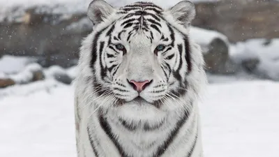 Картинка белый, тигр, на фоне, снега 2560x1440 скачать обои на рабочий стол  бесплатно, фото 169237