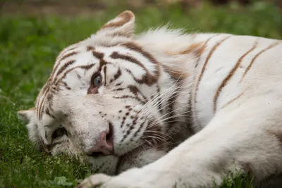 Белый тигр животное - 71 фото