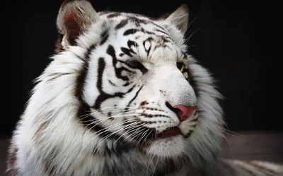 Белый тигр - 50 фото