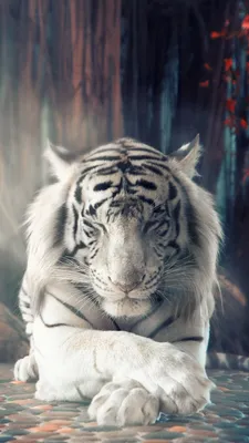 Белый тигр обои для телефона, HD заставки и картинки на экран блокировки  720x1280 | Akspic