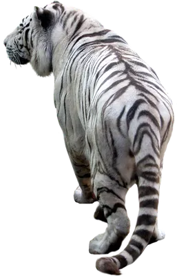 Белый тигр PNG фото