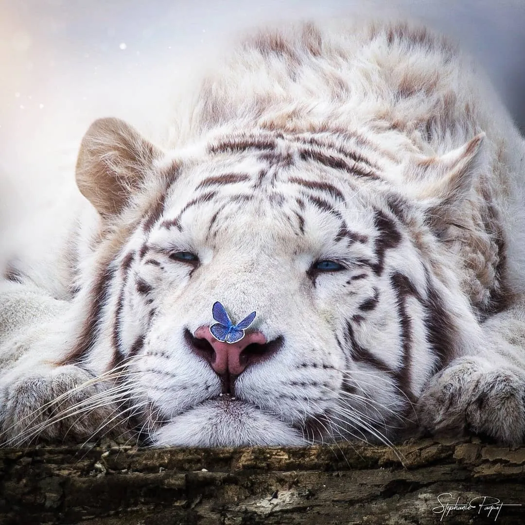 Белый тигр плачет