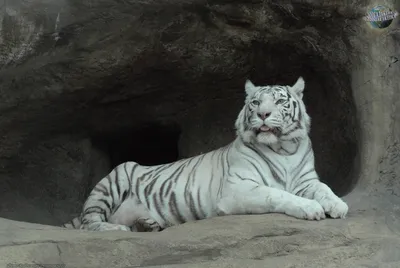 Белый тигр - Тигр | Некоммерческий учебно-познавательный интернет-портал  Зоогалактика