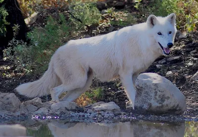 Белый волк фото