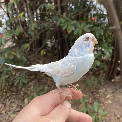 Волнистый попугай (Melopsittacus undulatus) домашнего разведения.  (ID#4874668), купить на Prom.ua