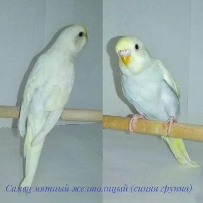 Питомник ' ПТИЧИЙ РАЙ '🦜 (@popugai_almaty) • Instagram photos and videos