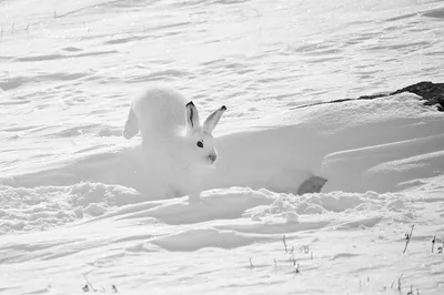 Белый заяц-белый снег! — Фото №205322