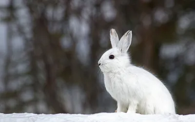 Белый кролик картинки - 68 фото