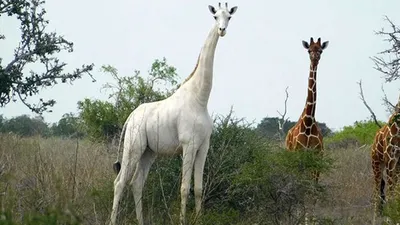Белый жираф фото