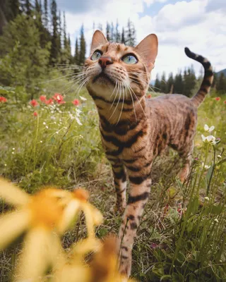 Фото Бенгальская кошка на природе, фотограф Marti Gutfreund