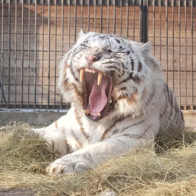 Бенгальский тигр (белая вариация) — Panthera tigris tigris (var. Alba)