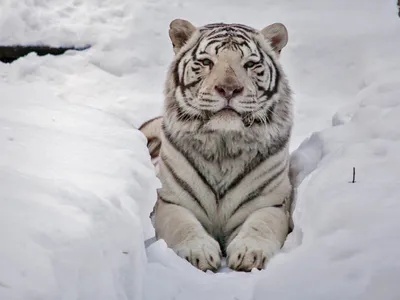 Бенгальский белый тигр / Bengal white tiger